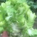 儿菜四川儿菜基地直供量大从优大小心都有