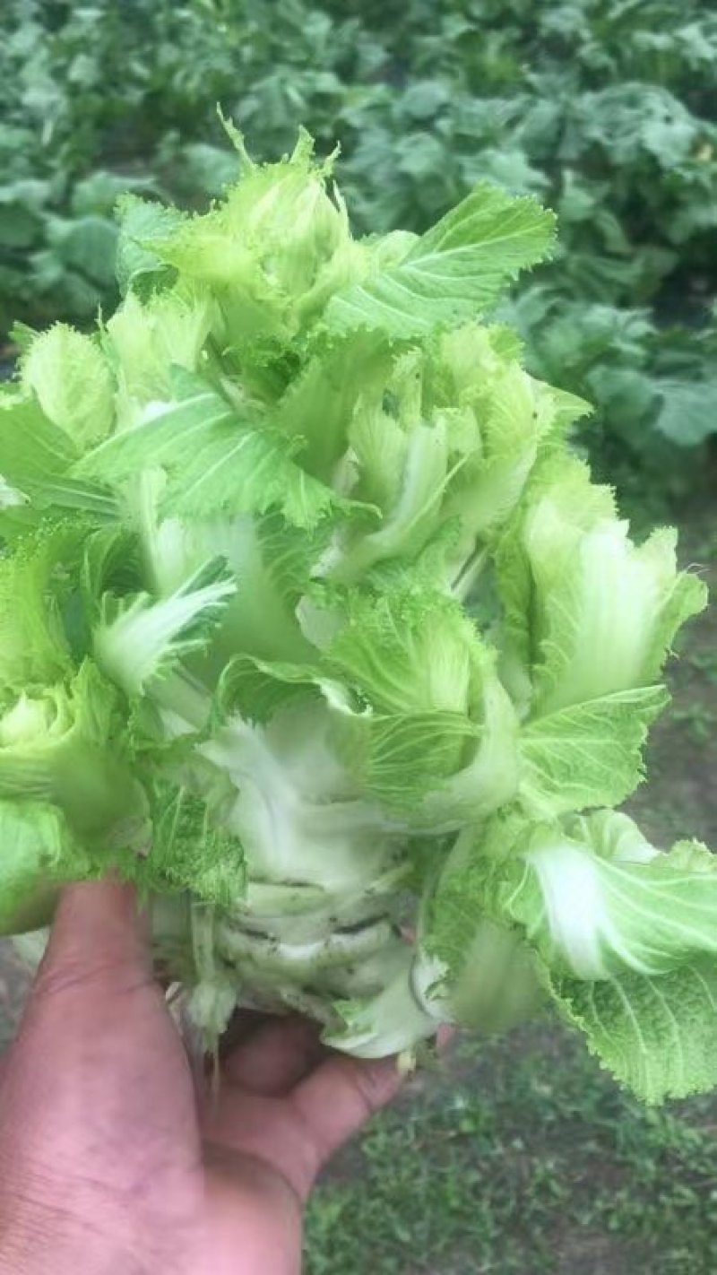 儿菜四川儿菜基地直供量大从优大小心都有