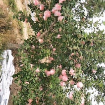 苹果