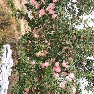 苹果