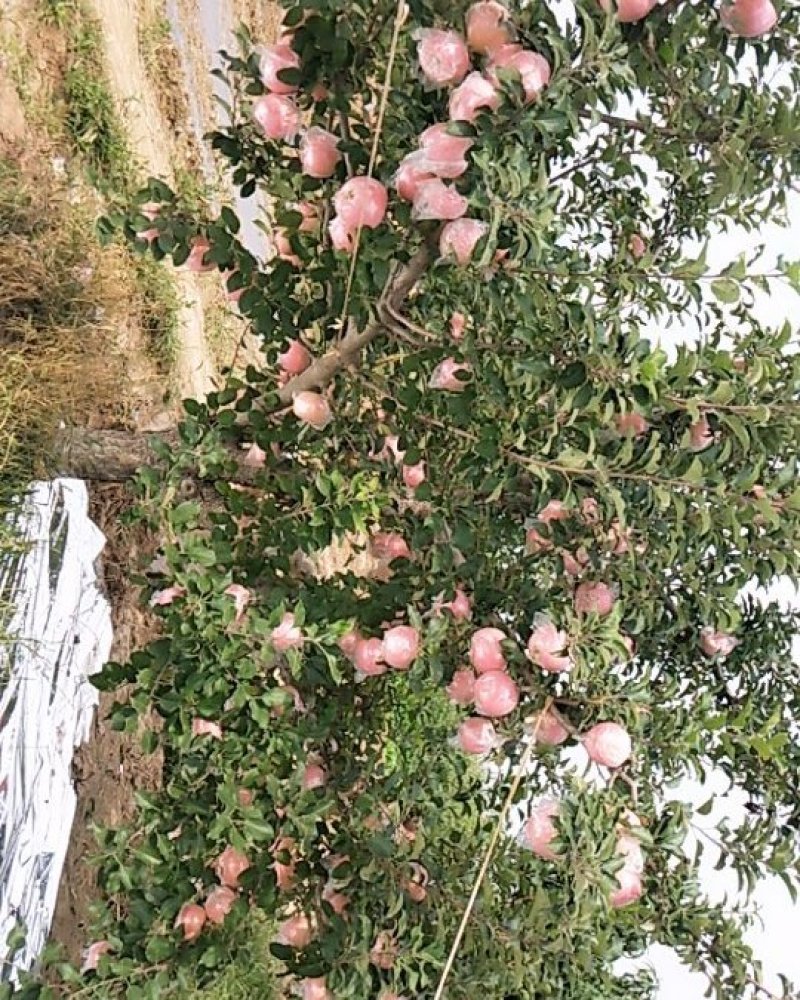 苹果