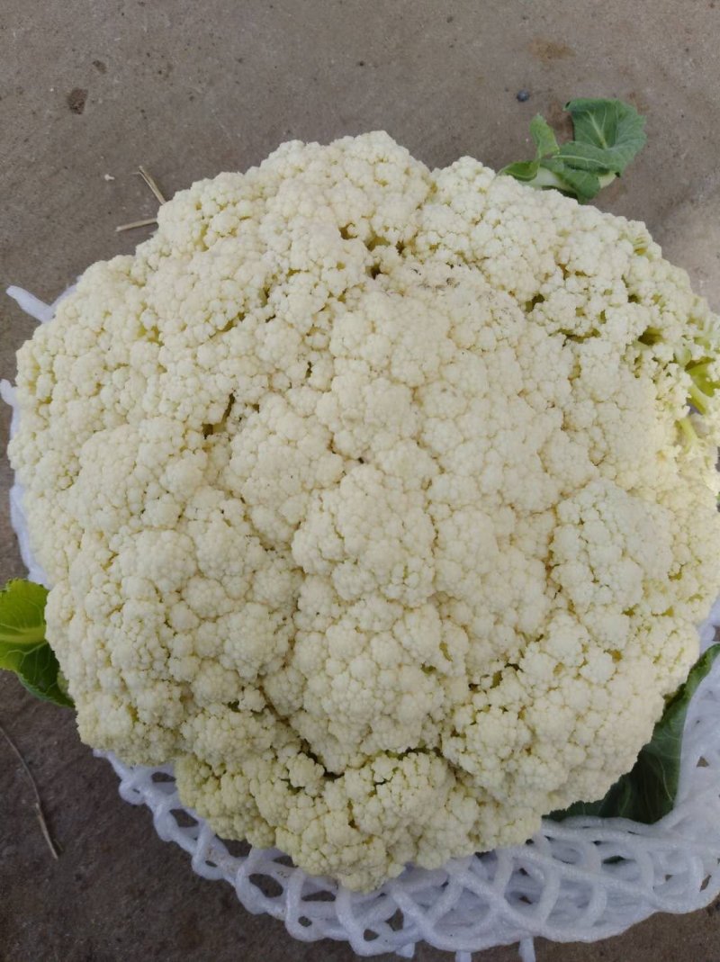 **纸袋白面有机花菜大量上市，大量出售，欢迎选购！！！