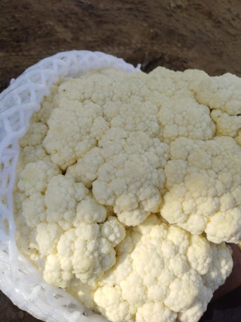 **纸袋白面有机花菜大量上市，大量出售，欢迎选购！！！