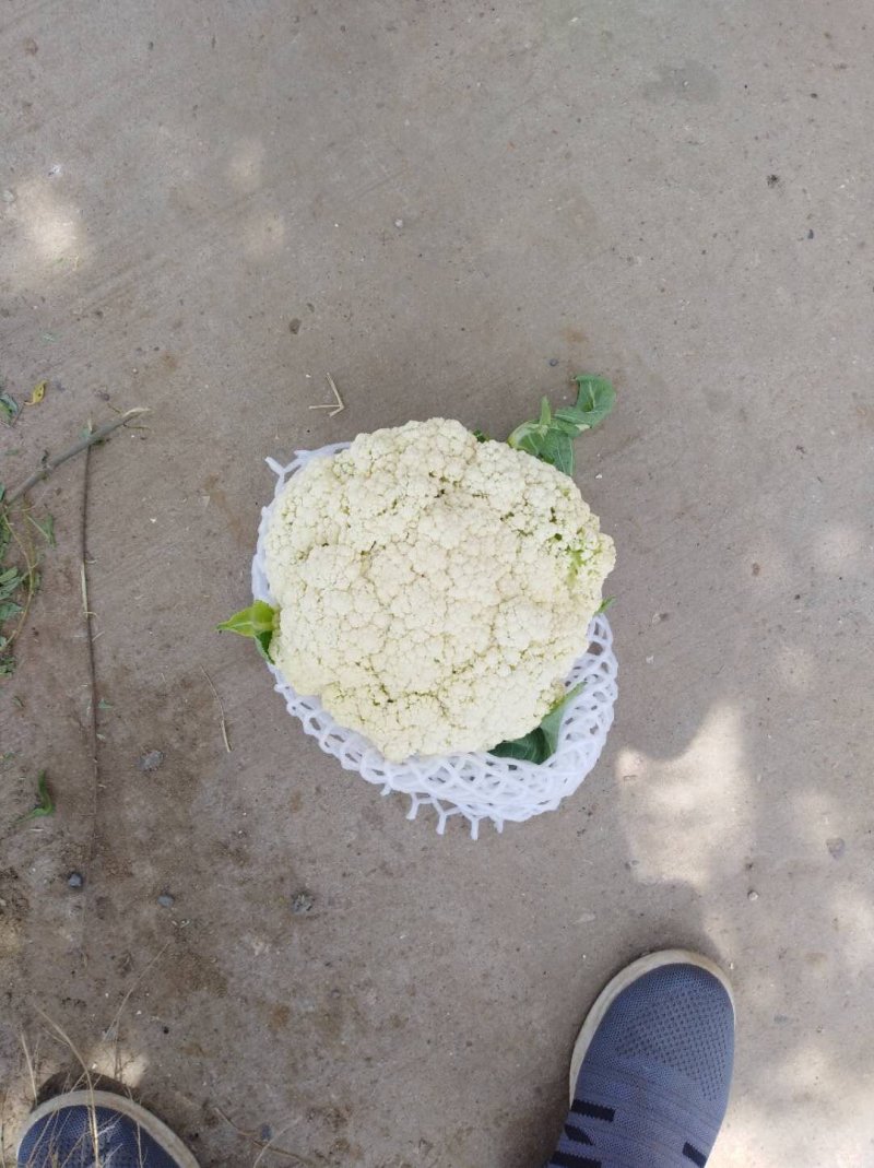 **纸袋白面有机花菜大量上市，大量出售，欢迎选购！！！
