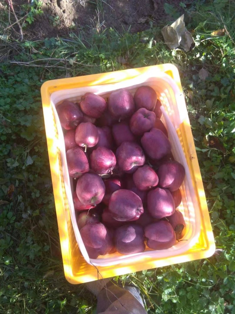 出售花牛苹果，个大口味好，颜色鲜
