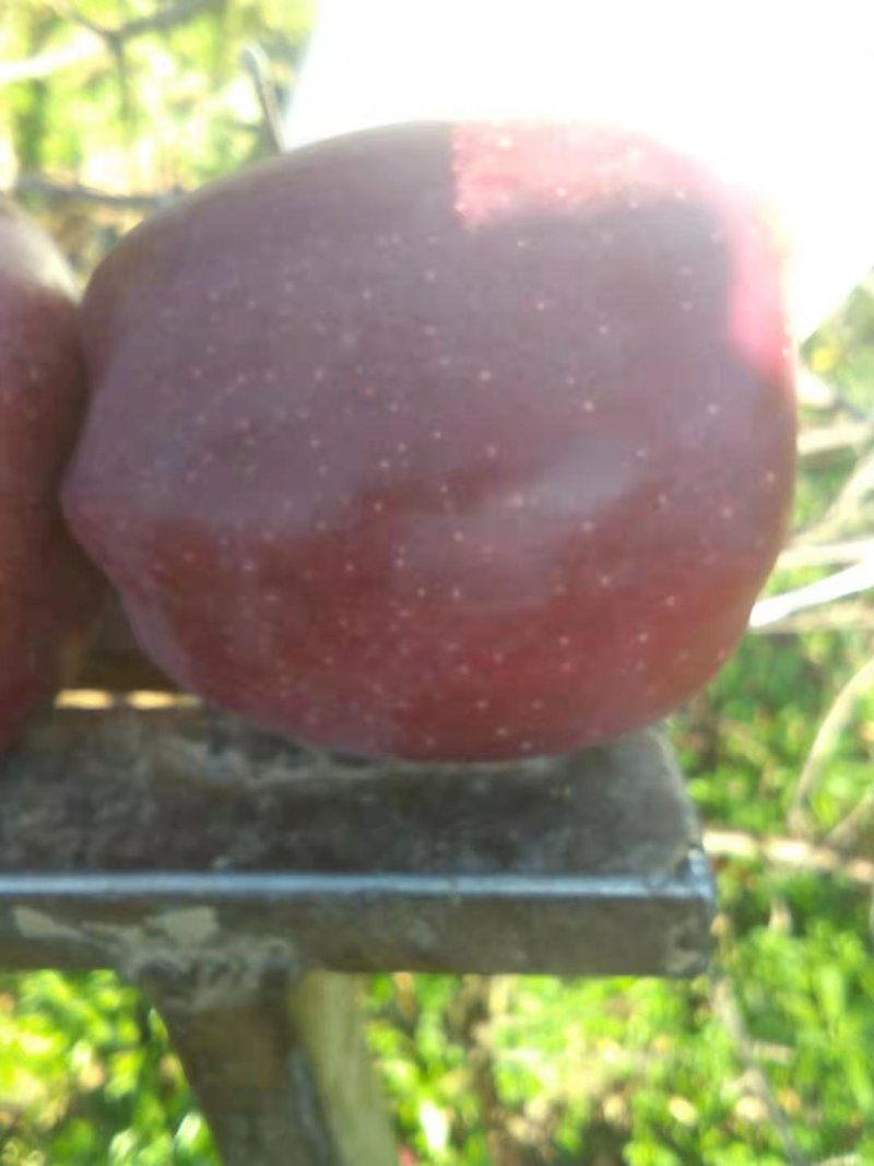 出售花牛苹果，个大口味好，颜色鲜