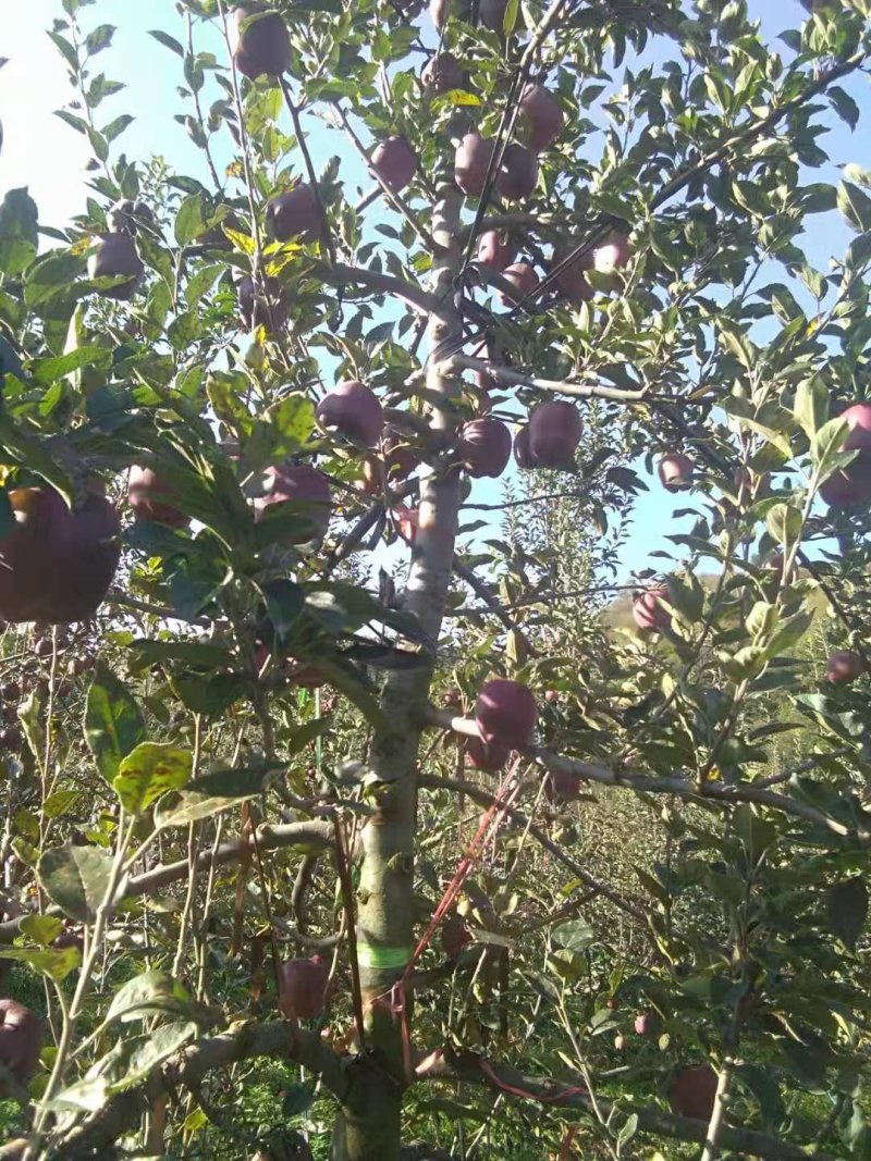 出售花牛苹果，个大口味好，颜色鲜
