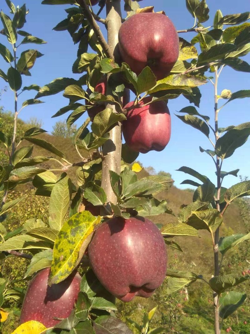 出售花牛苹果，个大口味好，颜色鲜