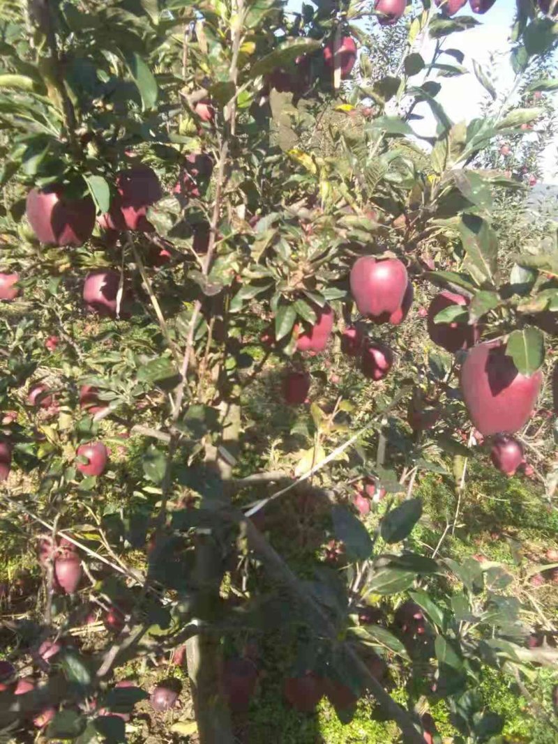 出售花牛苹果，个大口味好，颜色鲜
