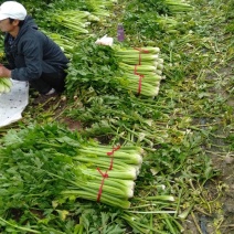 美国西芹上市了质量好价格低服务好