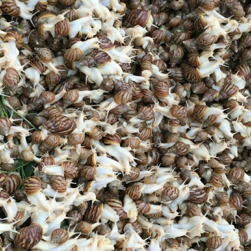 白玉蜗牛批发鲜活高产