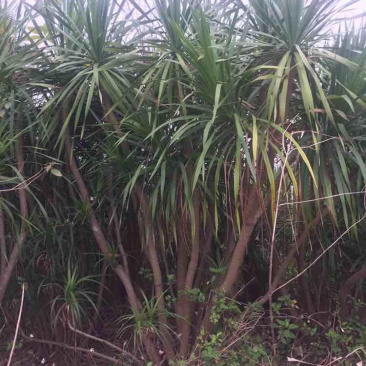 龙血树盆苗基地直销批量低价