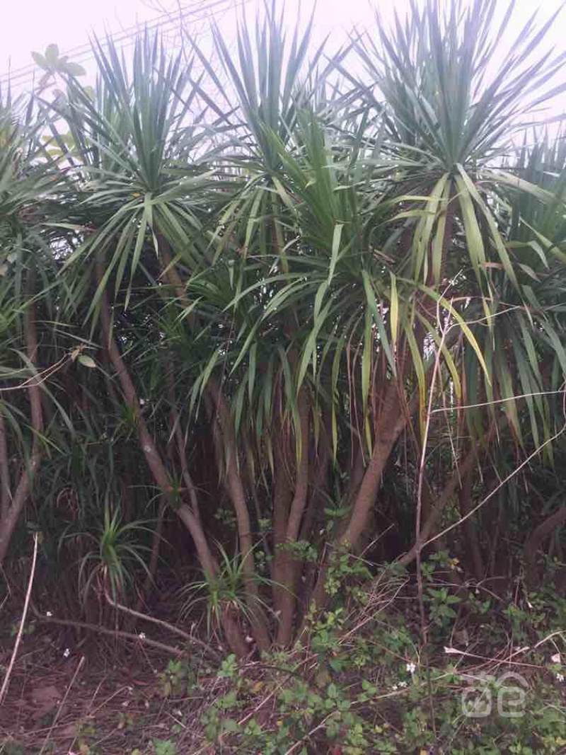 龙血树盆苗基地直销批量低价