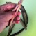 新鲜冰鲜青鳅破肚