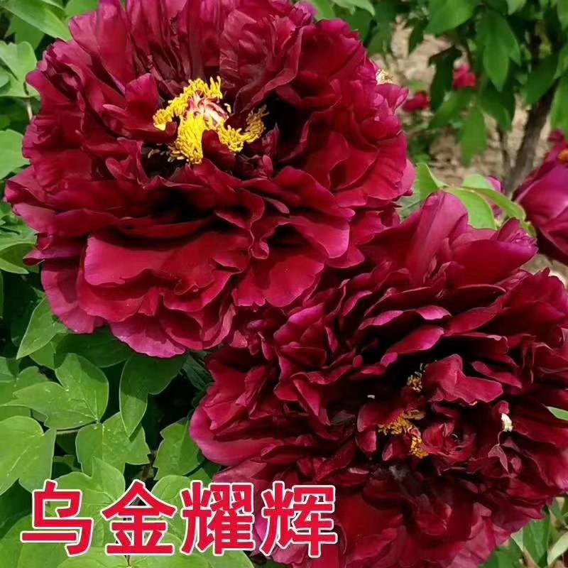 牡丹，观赏牡丹，真品重瓣，品种齐全，一手货源，量大从优，