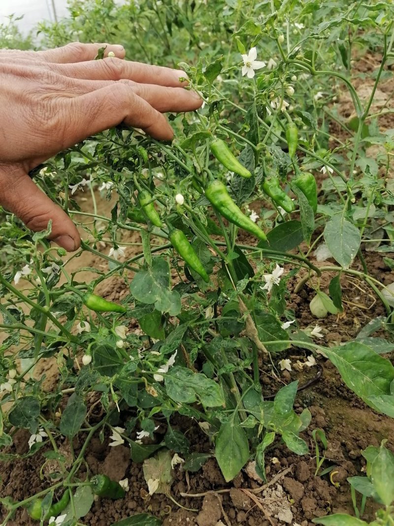 余干枫树辣椒，余干丰收辣椒，该品种上市早、果实皮薄肉嫩