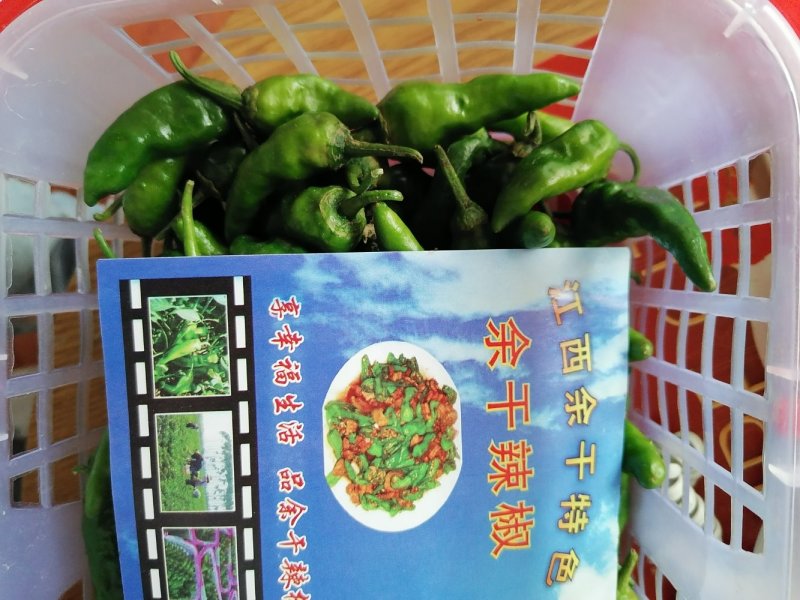 余干枫树辣椒，余干丰收辣椒，该品种上市早、果实皮薄肉嫩