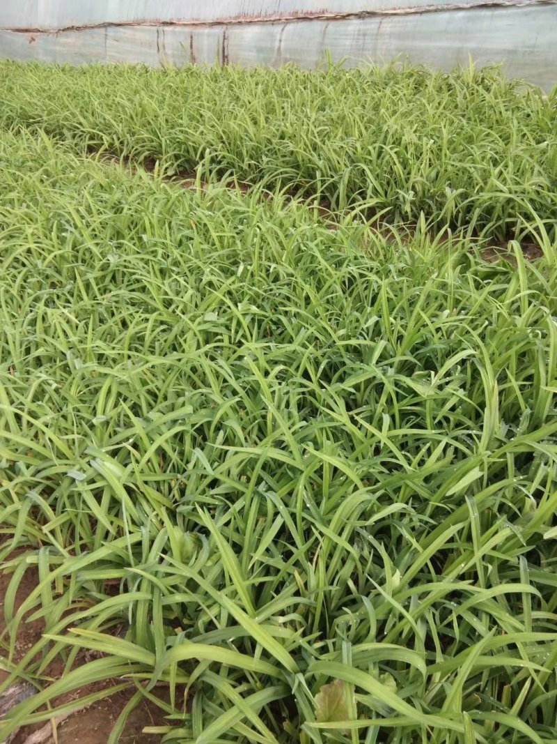 大花萱草基地直供一手货源欢迎选购