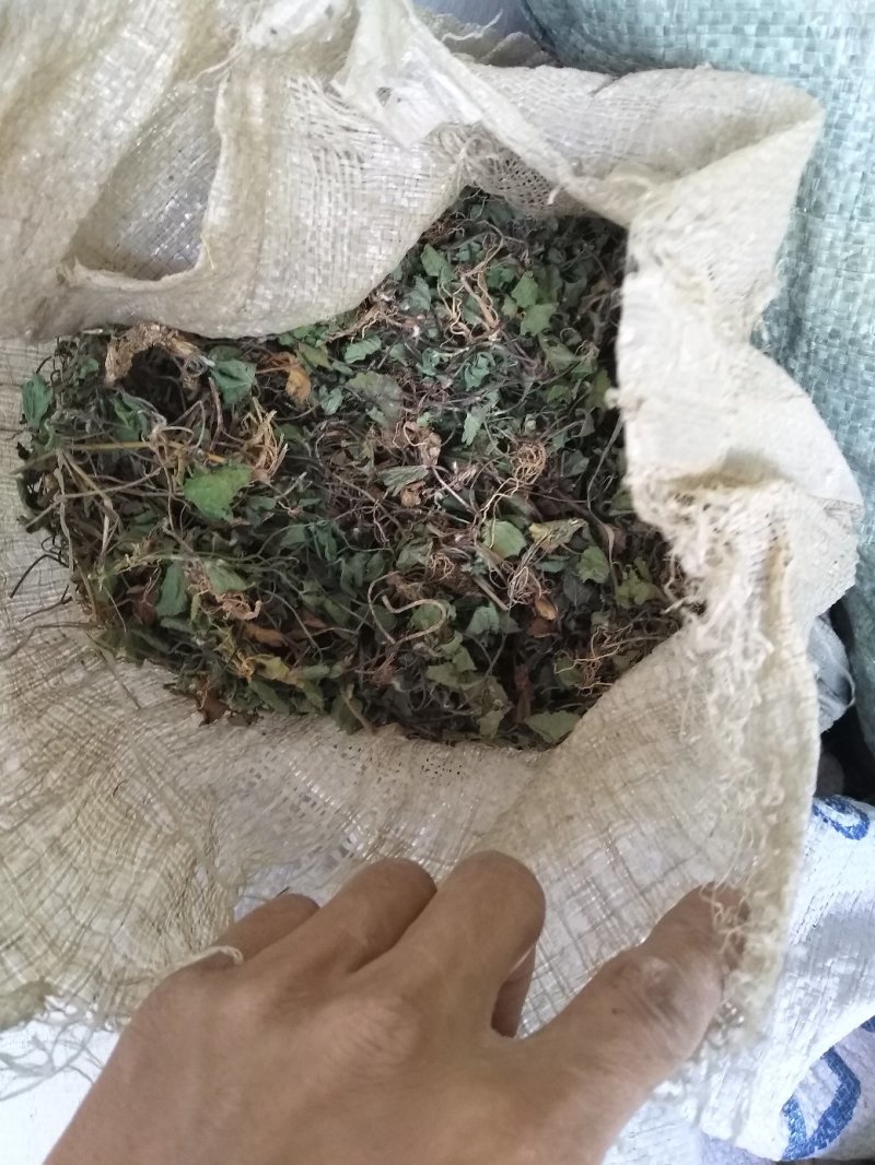 雷公根，马蹄草