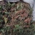 雷公根，马蹄草