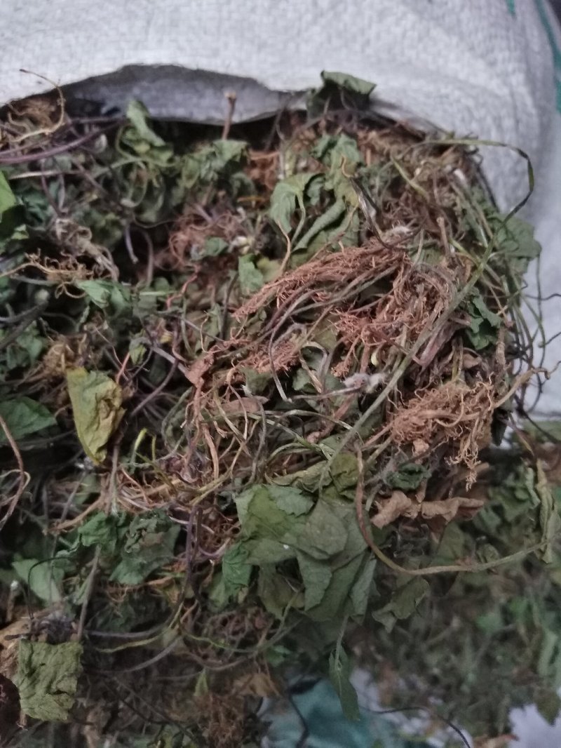 雷公根，马蹄草