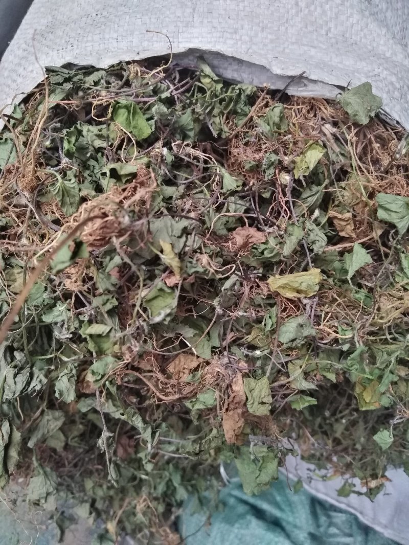 雷公根，马蹄草