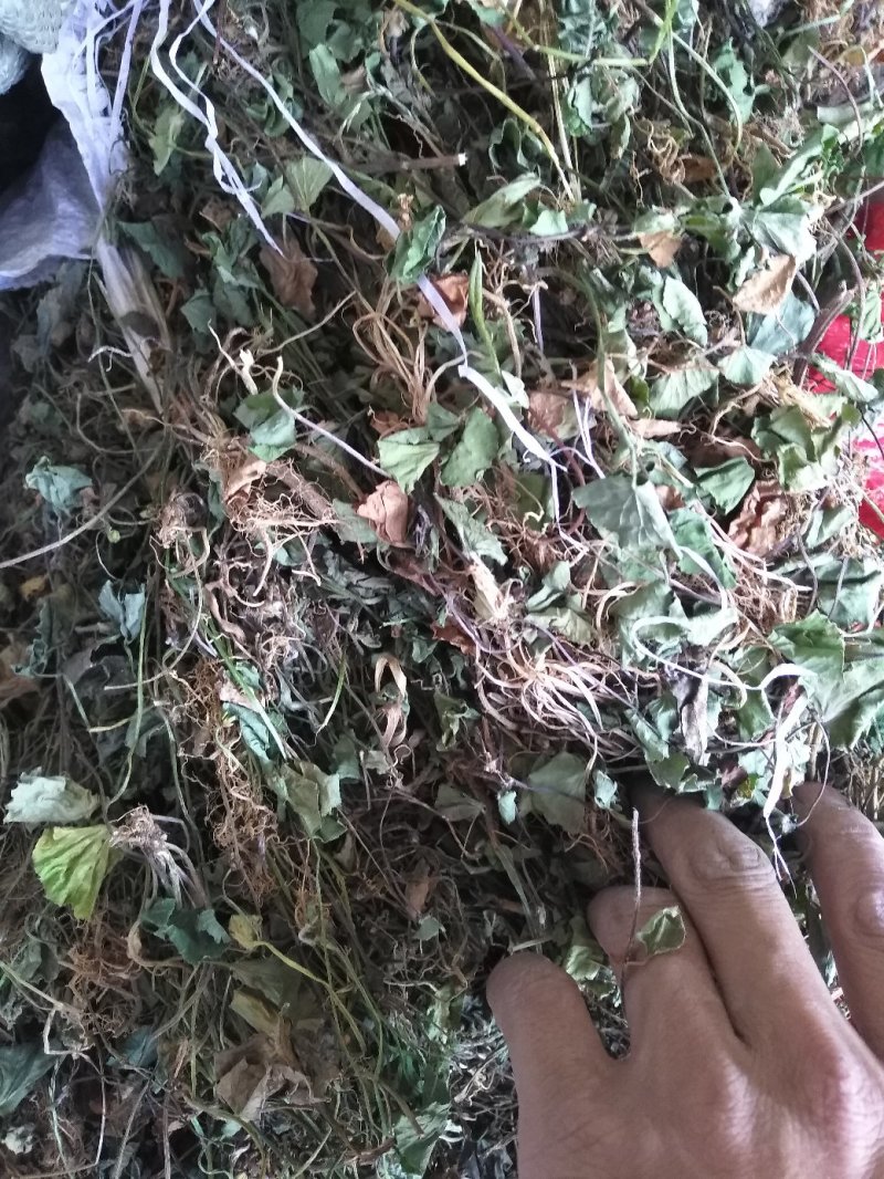 雷公根，马蹄草