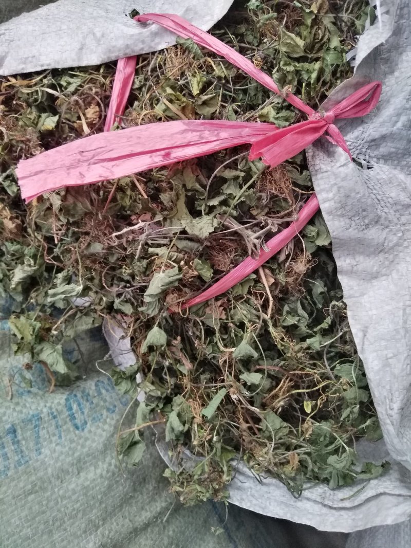 雷公根，马蹄草