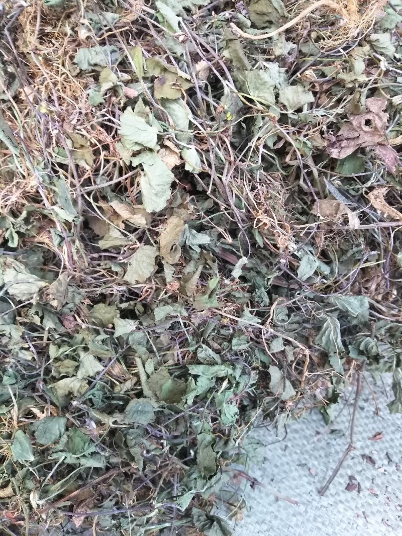 雷公根，马蹄草