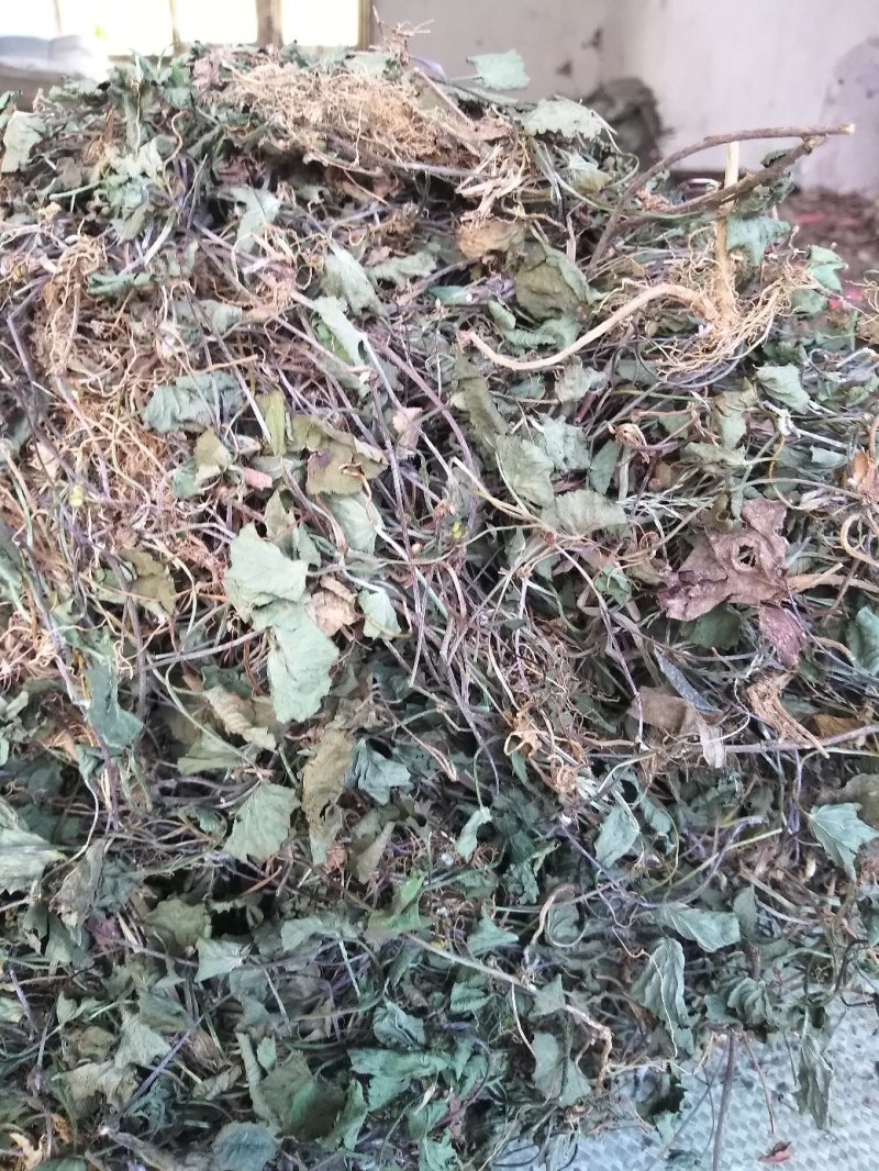雷公根，马蹄草