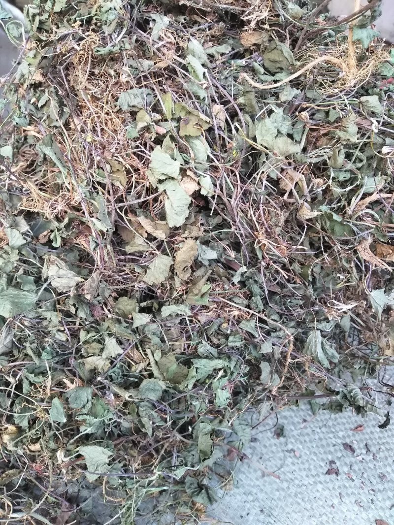雷公根，马蹄草