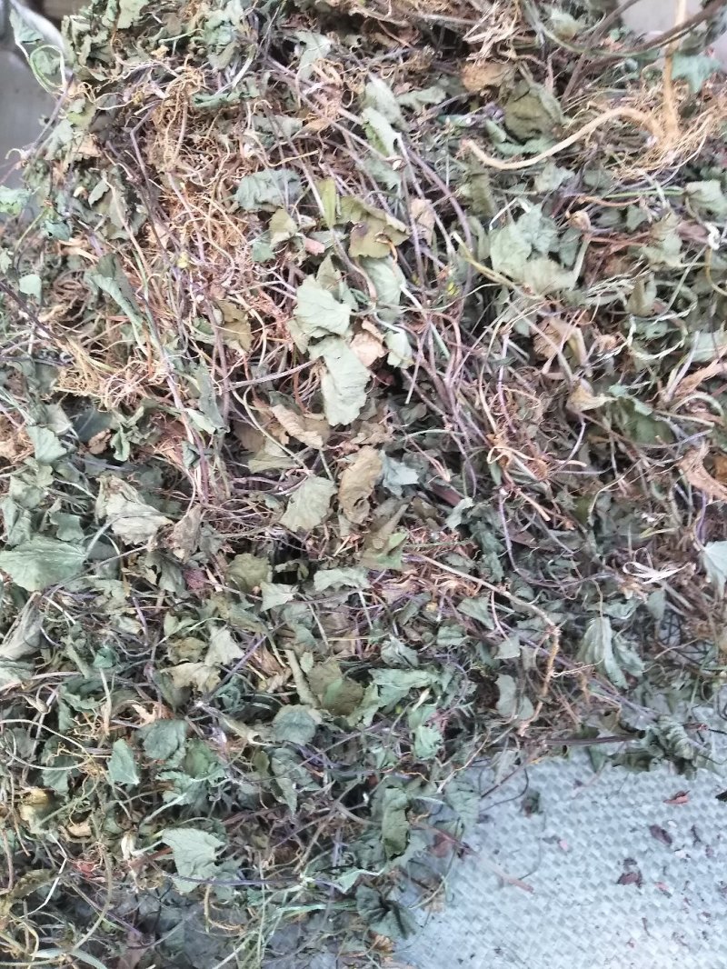 雷公根，马蹄草