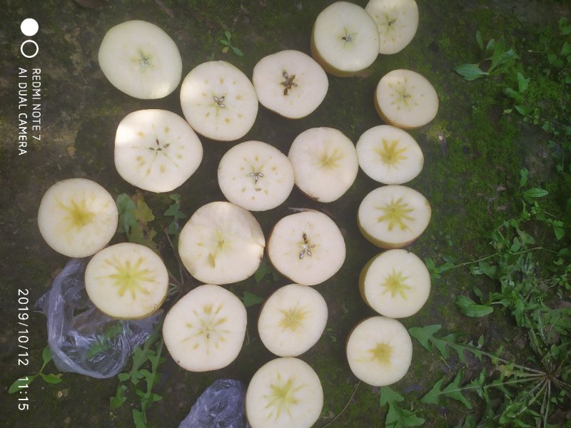 精品山西冰糖心苹果大量供应货源品质保证量大从优