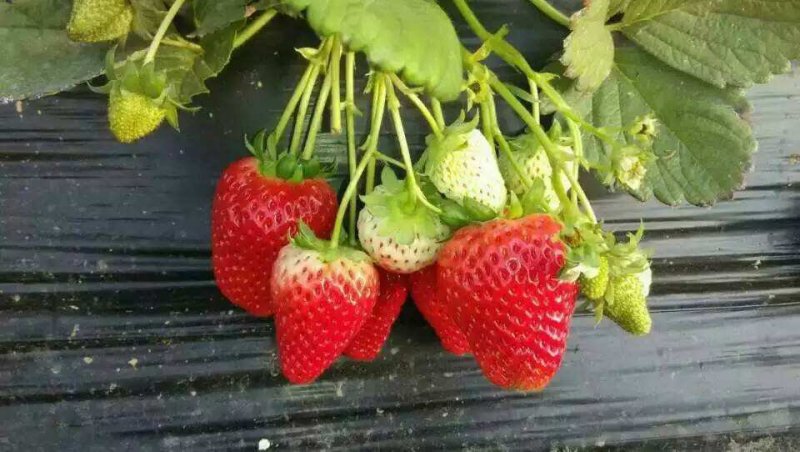 全明星草莓苗基地直销，大量批发，提供种植