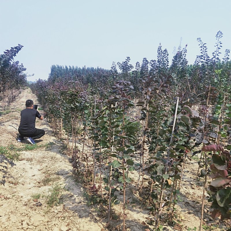 3公分红栌树苗多少钱一棵