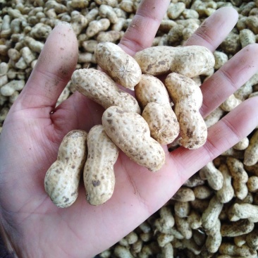 大白沙花生带壳鲜花生供应电商批发