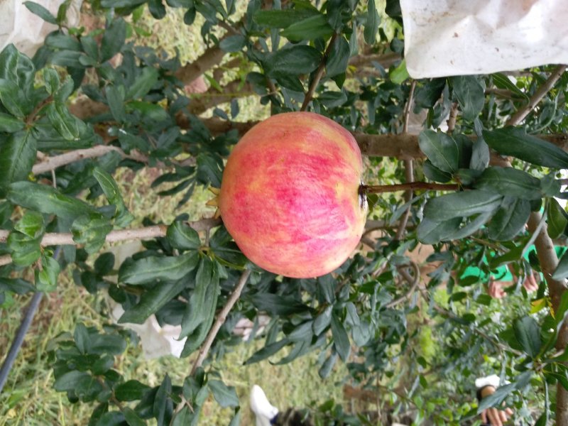 石榴苗突尼斯软籽石榴苗