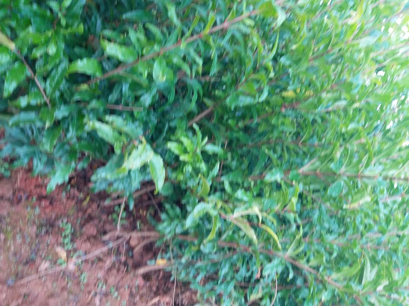 石榴苗突尼斯软籽石榴苗