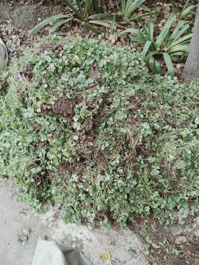 红花醡浆草