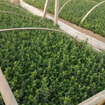 卫矛