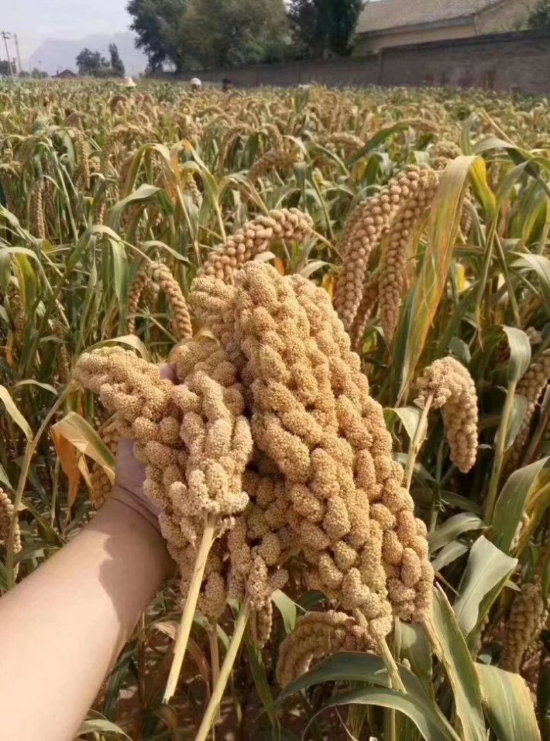赤峰小米，傲黄金苗小米，小米，无色素，无添加剂，