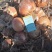 黄洋葱