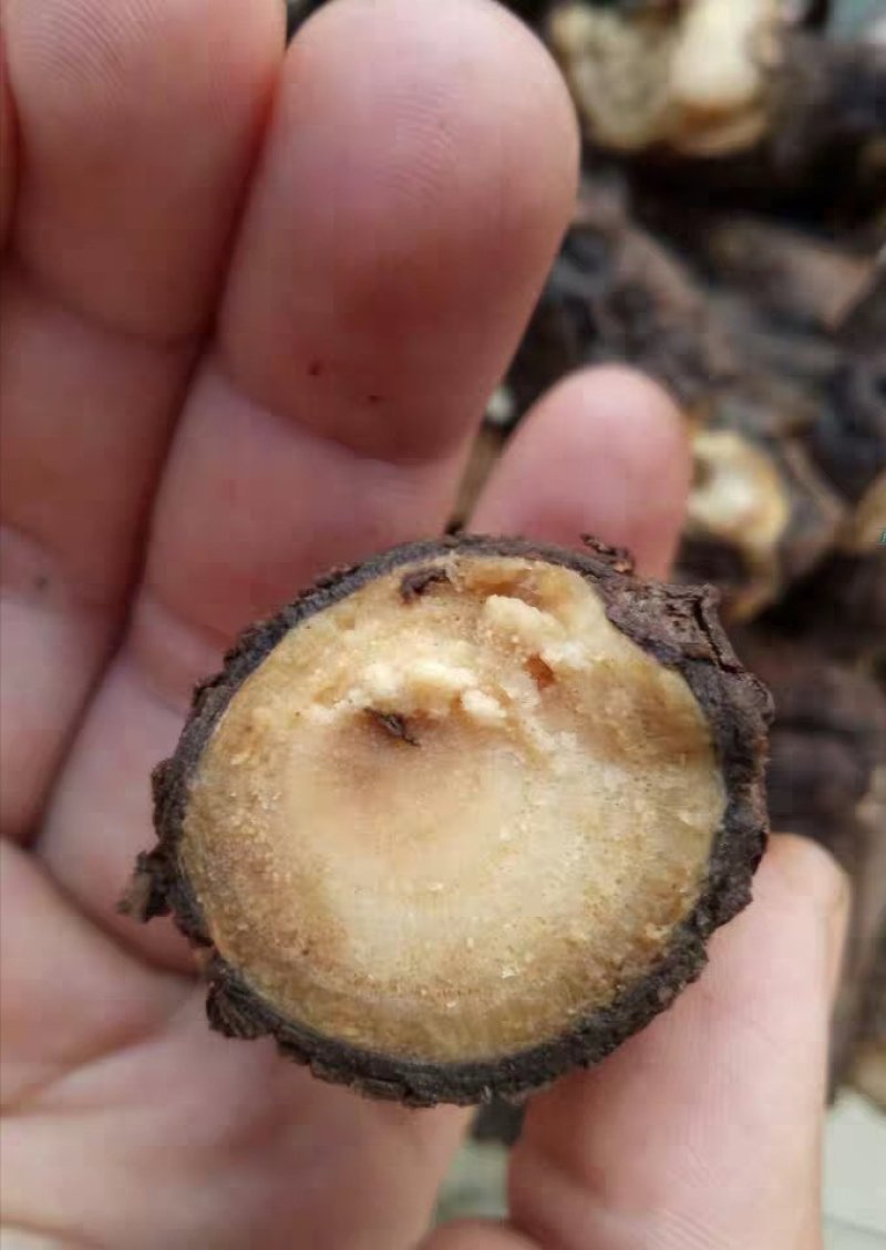 泡桐根，产地直供，质优价实，品质保证，药典标准，地道良药