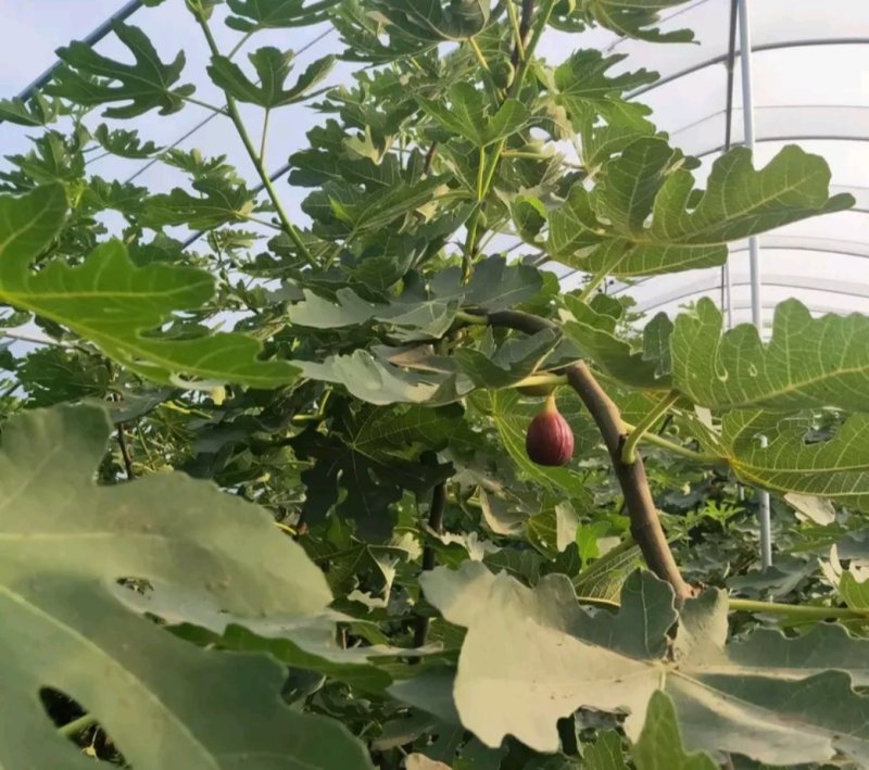 无花果苗金傲芬无花果苗大青皮布兰瑞克杯苗