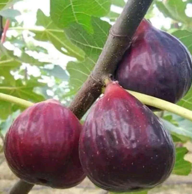 无花果苗金傲芬无花果苗大青皮布兰瑞克杯苗