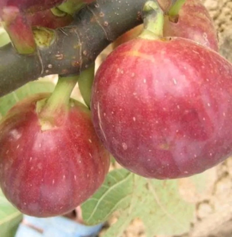 无花果苗金傲芬无花果苗大青皮布兰瑞克杯苗