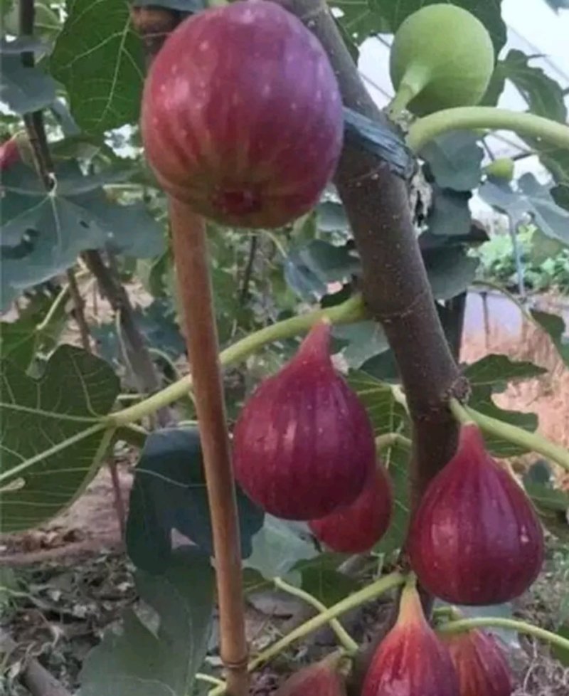 无花果苗金傲芬无花果苗大青皮布兰瑞克杯苗
