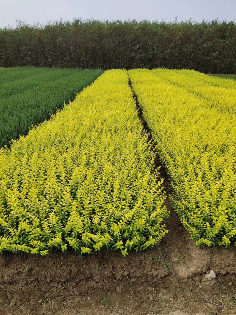 河南金叶女贞苗基地价格，潢川金叶女贞树苗价格