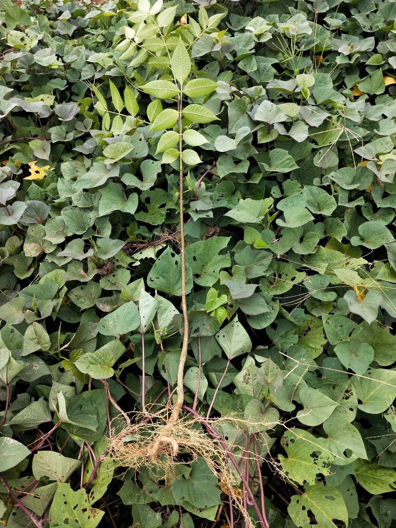 《政府扶贫》中花吴茱萸苗茶辣苗技术指导存活率高