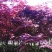 红枫树